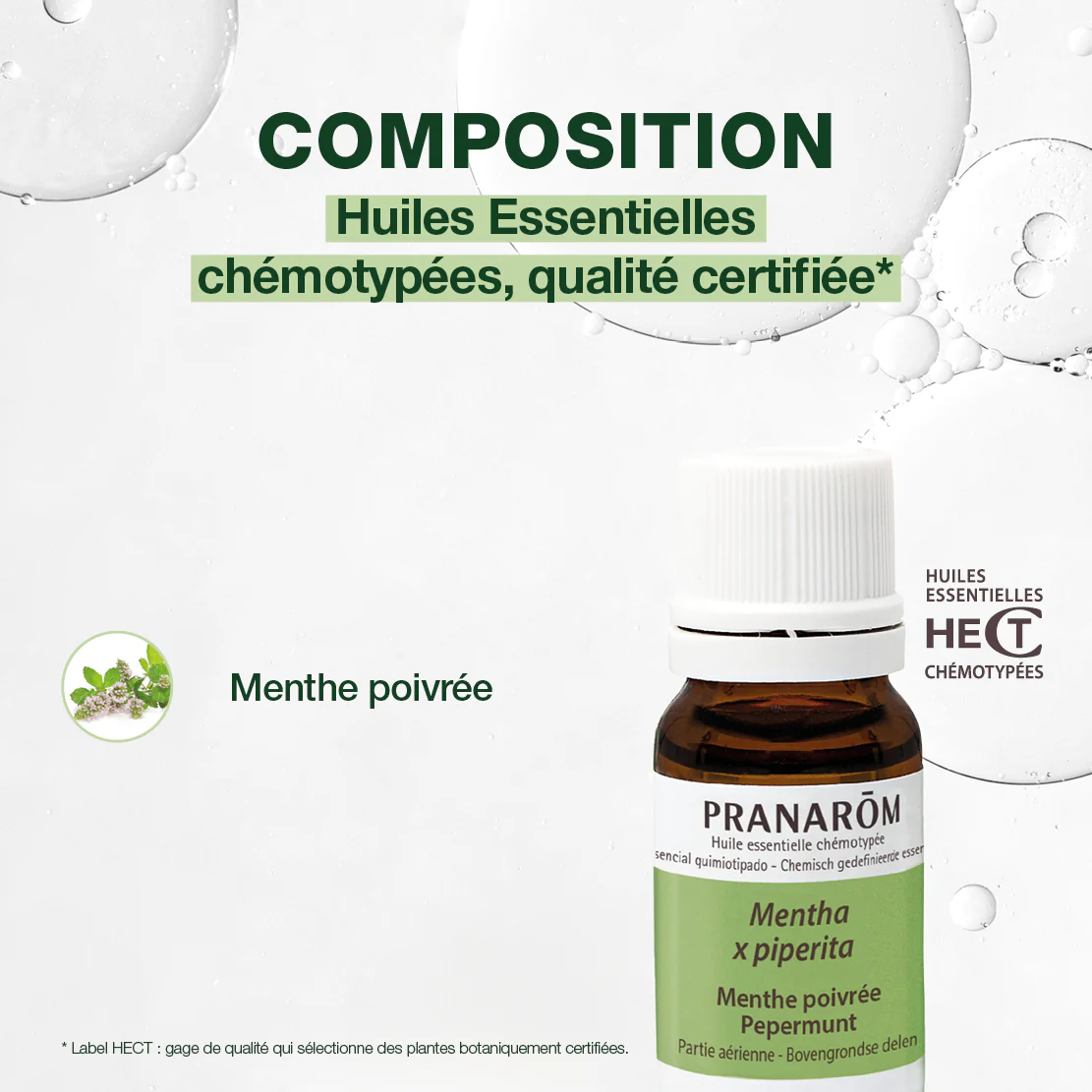 Menthe poivrée - Image 3